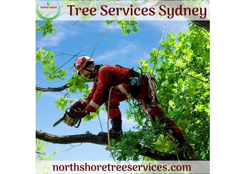 Hire Emergency Tree Services At Affordable Rates