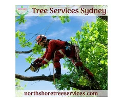 Hire Emergency Tree Services At Affordable Rates