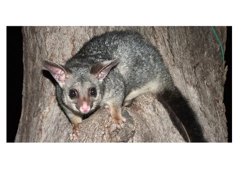 Goodbye to Possums with our Eco-friendly Possum Removal Service