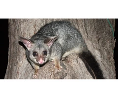 Goodbye to Possums with our Eco-friendly Possum Removal Service
