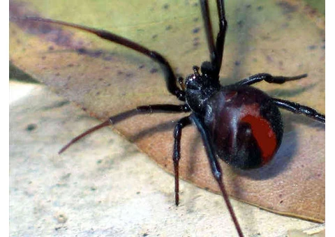 Pest Control Doreen - 2/5