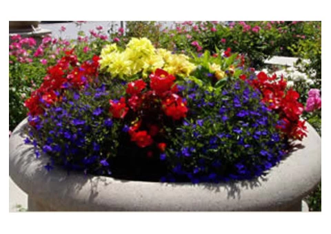 Get Perth florist