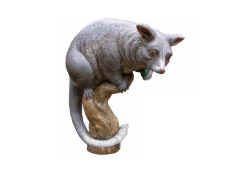 Possum Removal Melbourne - 1/4