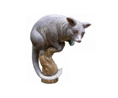 Possum Removal Melbourne