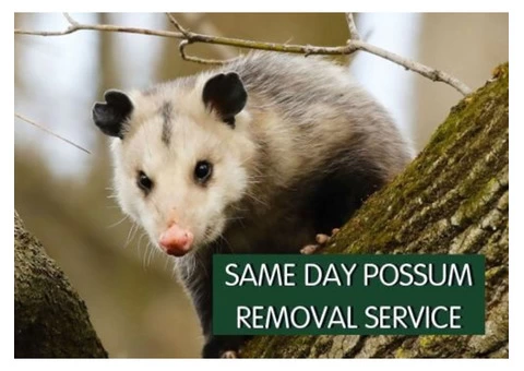 Possum Removal Melbourne - 2/4