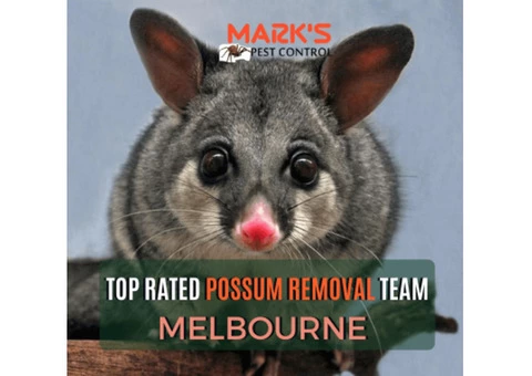 Possum Removal Melbourne - 3/4