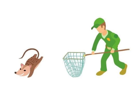 Possum Removal Melbourne - 4/4