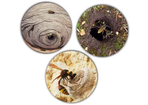 Wasp Removal Melbourne - 1/3