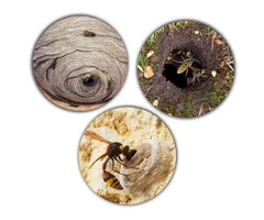 Wasp Removal Melbourne