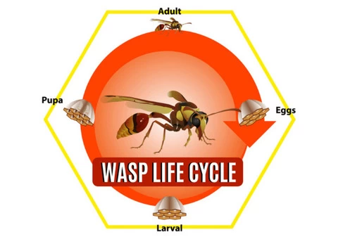Wasp Removal Melbourne - 2/3