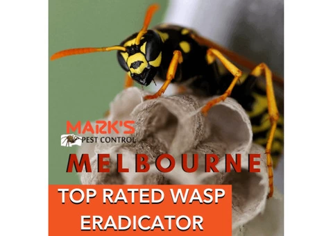 Wasp Removal Melbourne - 3/3