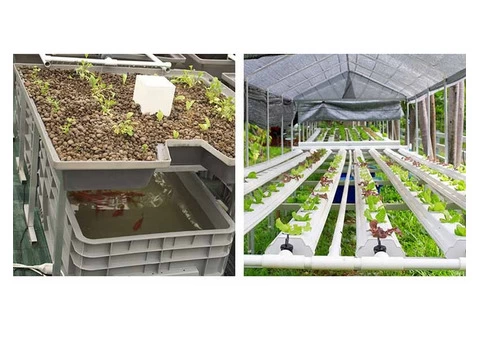 What are Hydroponics and Aquaponics and Their Environmental Benefits