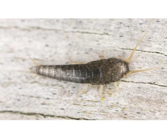 Safe and Reliable Silverfish Control in Melbourne