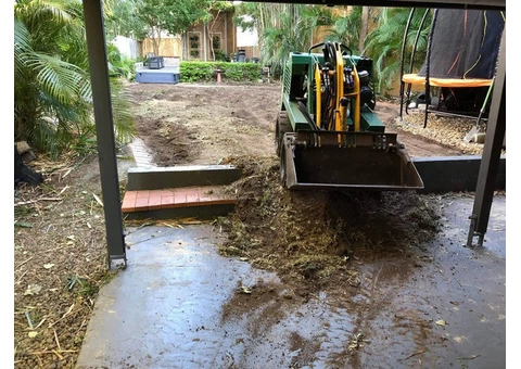 Buffalo Palmetto best for shady areas. - 1/4