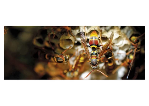 Wasp Removal Brisbane