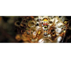 Wasp Removal Brisbane