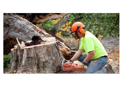 Reliable Tree Stump Removal Specialists in Hawthorn - Stump Removal Malvern