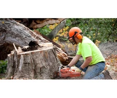 Reliable Tree Stump Removal Specialists in Hawthorn - Stump Removal Malvern