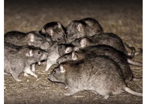 Rodents Pest Control and Removal Shepparton