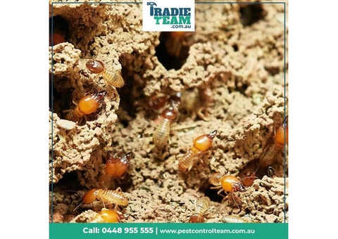Comprehensive Termite Pest Control in Melbourne