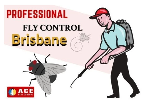 Ace Fly Removal Brisbane - 1/4