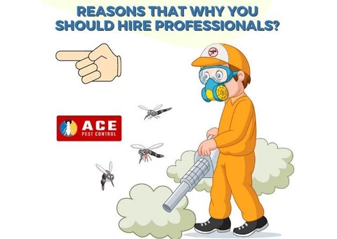 Ace Fly Removal Brisbane - 2/4