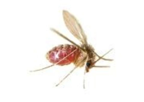 Ace Fly Removal Brisbane - 3/4