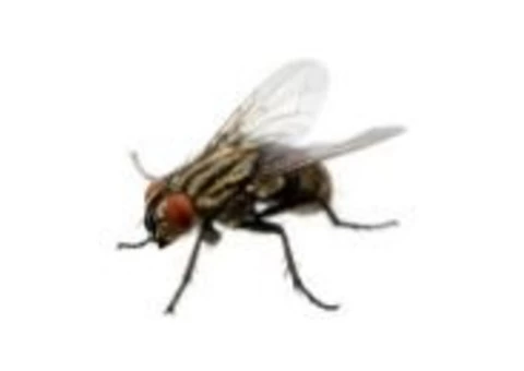 Ace Fly Removal Brisbane - 4/4