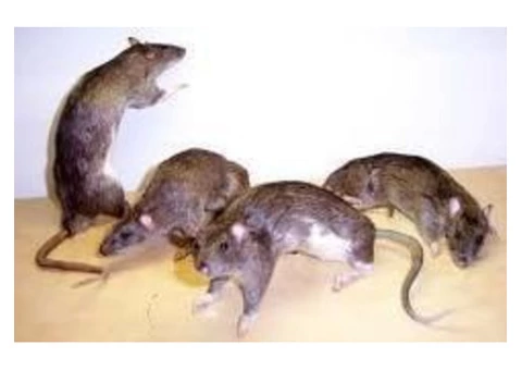 Are Rats Bothering You?