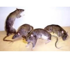 Are Rats Bothering You?