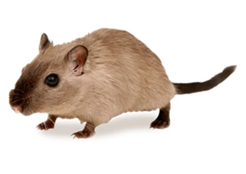 Are Rats Bothering You? - 2/2