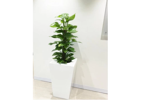 Best Indoor Plants in Melbourne | Inscape Indoor Plant Hire