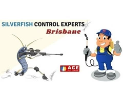Ace Silverfish Control Brisbane
