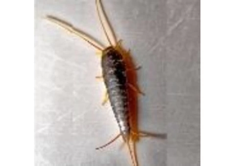 Ace Silverfish Control Brisbane - 3/3