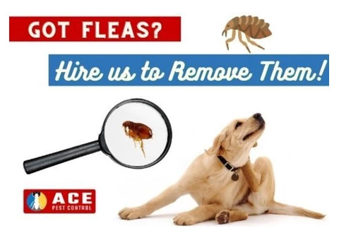 Flea Control Brisbane - 1/3