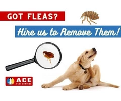 Flea Control Brisbane