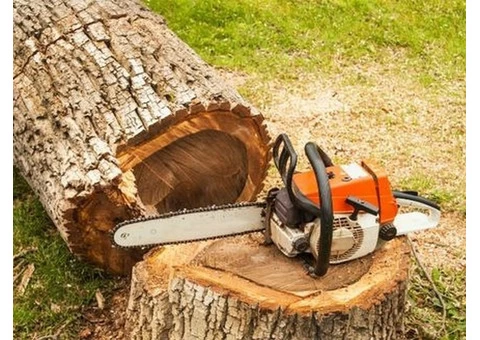 Affordable Stump and Root Removal in Camberwell - Stump Removal Malvern