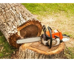 Affordable Stump and Root Removal in Camberwell - Stump Removal Malvern