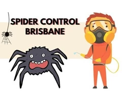 Spider Control Brisbane