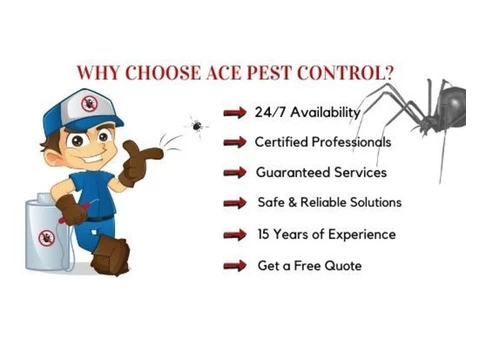 Spider Control Brisbane - 2/4