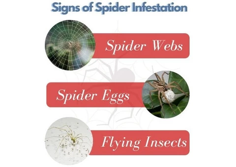 Spider Control Brisbane - 3/4