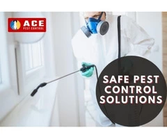 Pest Control Buderim