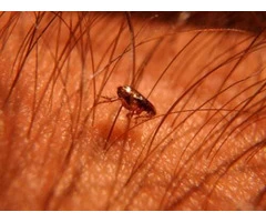 Expert Pest Control Services in Bendigo