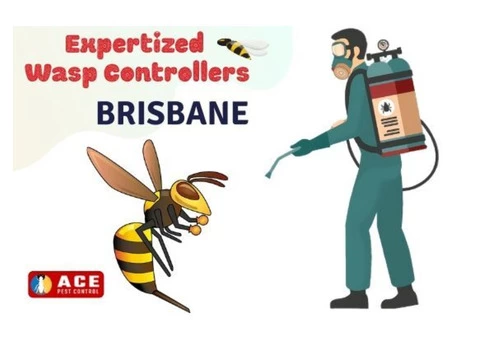 Bees Removal Brisbane - 1/3