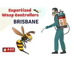 Bees Removal Brisbane