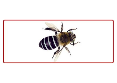 Bees Removal Brisbane - 3/3