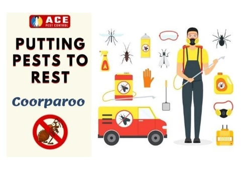 Pest Control Coorparoo