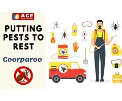 Pest Control Coorparoo