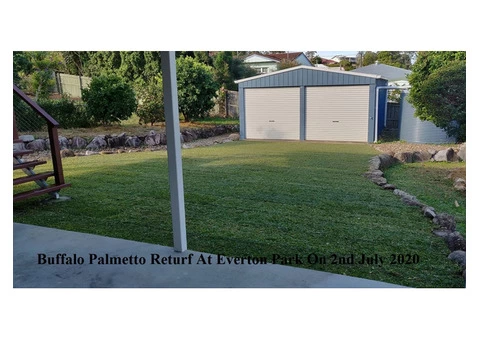Buffalo Palmetto re-turf on 2 July 2020 at Everton Park. - 7/8
