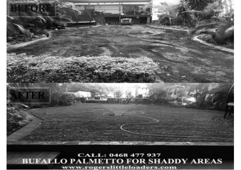 Buffalo Palmetto best for shady areas - Rogers Little Loaders. - 1/7